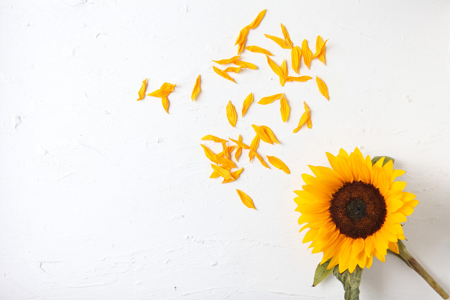 sunflower_header Global Hope Challenge